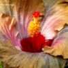 Thumbnail #4 of Hibiscus rosa-sinensis by ikovacs