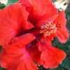 Thumbnail #5 of Hibiscus rosa-sinensis by RosinaBloom