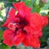 Thumbnail #4 of Hibiscus rosa-sinensis by RosinaBloom