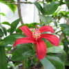 Thumbnail #2 of Hibiscus clayi by conor123