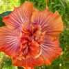 Thumbnail #3 of Hibiscus rosa-sinensis by ikovacs