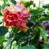 Thumbnail #2 of Hibiscus rosa-sinensis by ikovacs