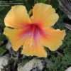 Thumbnail #2 of Hibiscus rosa-sinensis by RosinaBloom