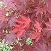 Thumbnail #4 of Acer palmatum by PotEmUp