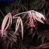Thumbnail #3 of Acer palmatum by Kell