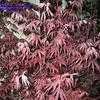 Thumbnail #2 of Acer palmatum by Kell