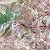 Thumbnail #4 of Acer palmatum by mickgene
