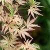 Thumbnail #3 of Acer palmatum by jhayes5032