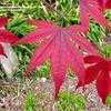 Thumbnail #1 of Acer palmatum by Jeff_Beck