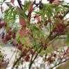 Thumbnail #4 of Acer palmatum by jtb11377