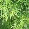 Thumbnail #2 of Acer palmatum by jhayes5032