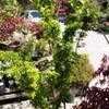 Thumbnail #4 of Acer palmatum by ladyrowan