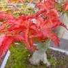 Thumbnail #2 of Acer palmatum by bert