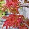Thumbnail #1 of Acer palmatum by bert