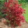 Thumbnail #1 of Acer palmatum by jhayes5032