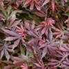Thumbnail #5 of Acer palmatum by jhayes5032