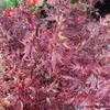 Thumbnail #4 of Acer palmatum by Kell