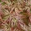 Thumbnail #2 of Acer palmatum by jhayes5032