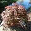 Thumbnail #3 of Acer palmatum by willmetge