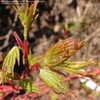 Thumbnail #3 of Acer palmatum by victorgardener