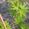 Thumbnail #4 of Acer palmatum by slyperso1