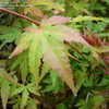 Thumbnail #5 of Acer palmatum by kniphofia