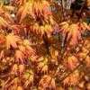 Thumbnail #2 of Acer palmatum by Kell