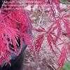 Thumbnail #4 of Acer palmatum by chicochi3