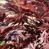 Thumbnail #4 of Acer palmatum by GardenSox