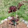 Thumbnail #3 of Acer palmatum by virginiarose