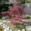 Thumbnail #1 of Acer palmatum by Per_Andersen