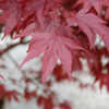 Thumbnail #5 of Acer palmatum by growin