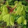 Thumbnail #2 of Acer shirasawanum by Todd_Boland