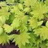 Thumbnail #4 of Acer shirasawanum by jhayes5032