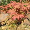 Thumbnail #3 of Acer palmatum by alicewho