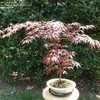Thumbnail #4 of Acer palmatum by WaterCan2