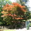 Thumbnail #5 of Acer palmatum by slyperso1
