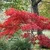 Thumbnail #2 of Acer palmatum by Todd_Boland