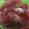 Thumbnail #1 of Acer palmatum by jhayes5032