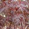 Thumbnail #3 of Acer palmatum by kniphofia