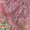 Thumbnail #4 of Acer palmatum by slyperso1