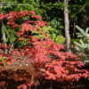 Thumbnail #3 of Acer japonicum by Silentthunder
