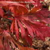 Thumbnail #4 of Acer japonicum by DaylilySLP