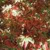 Thumbnail #4 of Acer palmatum by Kell