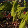 Thumbnail #5 of Acer japonicum by DaylilySLP