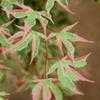 Thumbnail #5 of Acer palmatum by jhayes5032