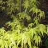 Thumbnail #5 of Acer palmatum by mattlwfowler
