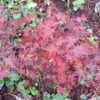 Thumbnail #3 of Acer palmatum by acerpalmaniac