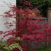 Thumbnail #2 of Acer palmatum by maplenut