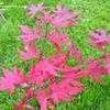 Thumbnail #5 of Acer palmatum by Todd_Boland